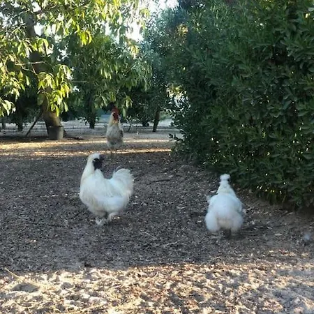 Quintinha Azeitona * Moita (Setubal)